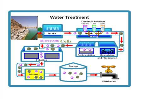 Breakthrough of Oscillatoria limnetica and microcystin toxins into drinking water treatment plants – examples from the Nile River, Egyp
